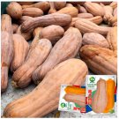 Chinese Miben Pumpkin 20 Seeds - FRESH SEED