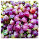 Culinary Kaleidoscope Guangxi Five-Color Capsicum 50 Seeds - FRESH SEED