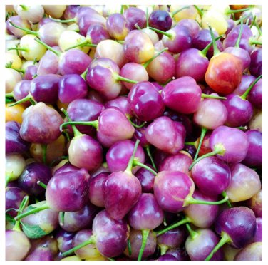 Culinary Kaleidoscope Guangxi Five-Color Capsicum 50 Seeds - FRESH SEED