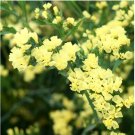 Opt for Elegance Limonium Sinuatum 300 Seeds with yellow colour - FRESH SEEDS