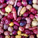 Peruvian Andean Potato 4 Seeds - FRESH SEEDS