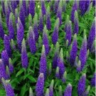 Veronica Seeds Royal Candles Ground Cover (Veronica Spicata) 500 Seeds - FRESH SEEDS