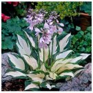 110PCS/Pack Hosta Plants Seeds Available Ornamental 08 - FRESH SEEDS