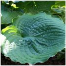 110PCS/Pack Hosta Plants Seeds Available Ornamental QC369MXT22 - FRESH SEEDS