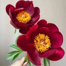 20 seeds Deep Crimson Black Single Petal Peony Seeds - 'Diyu' Series-FRESH SEEDS