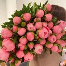 20 seeds 'Mihun' Series Pink Peony Seeds - Small, Fragrant Flower Buds-FRESH SEEDS