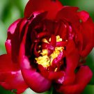 20 seeds Deep Red Peony Seeds - 'Jiaoyang' Series-FRESH SEEDS