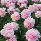 20 seeds Princess Series Peony Seeds - Medium-Sized Pink Double Blossoms-FRESH SEEDS