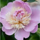 20 seeds Fragrant Qiyuan Peony Seeds - Light Pink Double Petals-FRESH SEEDS