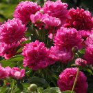 20 seeds Thousand Layer Tower Series Peony Seeds-FRESH SEEDS