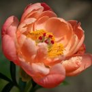 20 seeds Sunset Series Peony Seeds - Large, Double Petals in Rust-Orange-FRESH SEEDS