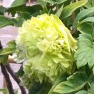 20 seeds Double-Petaled Green Peony Seeds - 'Chongzhou' Collection-FRESH SEEDS