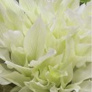 150 seeds Hosta Seeds - White and Light Green Leaves-FRESH SEEDS