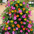 10 seeds Thunbergia Sunny Mixed Seeds-FRESH SEEDS