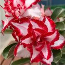 5 seeds Rare Adenium Seeds,Windmill-shaped Petals, White with Large Red Stripes-FRESH SEEDS