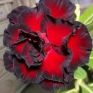 5 seeds Rare Adenium Seeds,Fire Red with Black Thick Edge, 3-Layer Petals-FRESH SEEDS