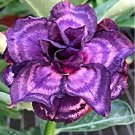 5 seeds Rare Adenium Seeds,Blackish Purple and Light Purple Double Petals-FRESH SEEDS