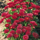 200 seeds Bellis Perennis Seeds, Dark Red-FRESH SEEDS