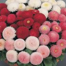 200 seeds Bellis Perennis Seeds, Mixed-FRESH SEEDS