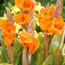 20 seeds Rare Canna Lily Seeds, Orange Flowers with Green-Yellow Stripes-FRESH SEEDS