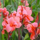 20 seeds Heirloom Canna Lily Seeds, Pink & Redish Orange Blooms with Green Leaves-FRESH SEEDS