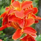 15 seeds Heirloom Canna Lily Seeds, Red Flowers with Golden Edge-FRESH SEEDS