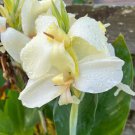20 seeds Moonshine Canna Lily Seeds, Green Leaves and Milky White Flowers-FRESH SEEDS