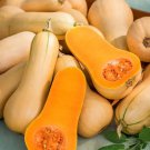 10 seeds Butterbush Squash-FRESH SEEDS