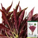 10 gram seeds Edible Amaranth Seeds, Red Fine-leaved Vegetables - FRESH SEEDS