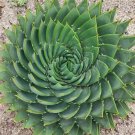 Rare Aloe Polyphylla 5 seeds - FRESH SEEDS