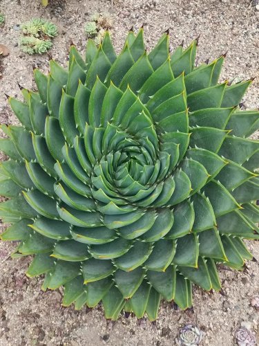 Rare Aloe Polyphylla 5 seeds - FRESH SEEDS