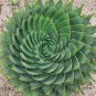 Rare Aloe Polyphylla 5 seeds - FRESH SEEDS