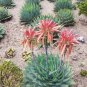 Rare Aloe Polyphylla 5 seeds - FRESH SEEDS