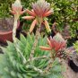 Rare Aloe Polyphylla 5 seeds - FRESH SEEDS