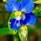 Rare Asiatic Dayflower 100 Seeds - FRESH SEEDS