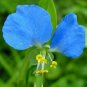 Rare Asiatic Dayflower 100 Seeds - FRESH SEEDS