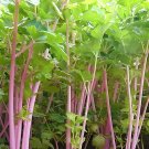 Rare Pink Celery Seeds 1 bag/2000 seeds - FRESH SEEDS