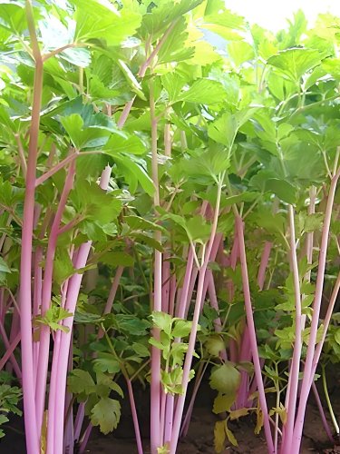 Rare Pink Celery Seeds 1 bag/2000 seeds - FRESH SEEDS