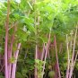 Rare Pink Celery Seeds 1 bag/2000 seeds - FRESH SEEDS