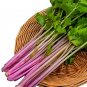 Rare Pink Celery Seeds 1 bag/2000 seeds - FRESH SEEDS