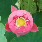Rare Lotus 20 seeds, 'Pink Embroidered Ball' series, Large Spherical Flowers - FRESH SEEDS