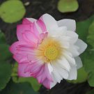 Rare Lotus 20 Seeds, 'Double Duet Series' Large Double Petals, - FRESH SEEDS
