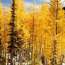 Rare Larch 50 Seeds, 'Golden Noodles' Series, Heirloom Larix Tree, - FRESH SEEDS