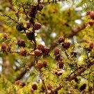 Rare Larch 50 Seeds, 'Short Noodles' Series, Heirloom Larix, Evergreen Tree - FRESH SEEDS