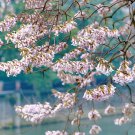 Rare Paulownia 200 Seeds: Fast-Growing Tree with Lavender Blooms - FRESH SEEDS