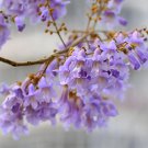 Rare Fast-Growing Paulownia Tree 200 Seeds - Purple Flowering Variety - FRESH SEEDS