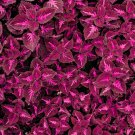 Rare Red Pearl Series Coleus 100 Seeds - Vibrant Red Leaves with Rose Red Veining