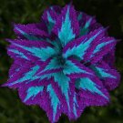 Rare Haiyang' Series Blue Coleus 100 Seeds featuring Large Purple Serrated Edges