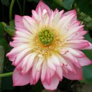 Rare Sanhua Series Nelumbo Nucifera Lotus Seeds - Large Double 20 Seeds