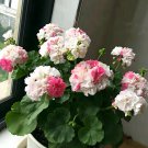Rare Unique 'Jiasheng' Geranium Seeds - White & Pink Double 10 Seeds